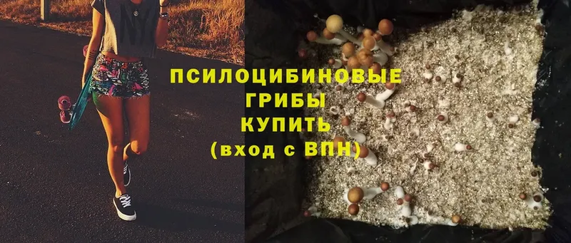 Галлюциногенные грибы Cubensis  Карачаевск 