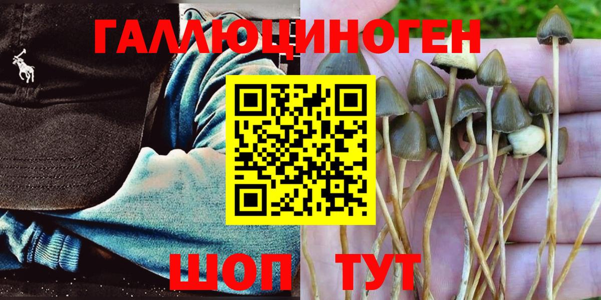 Псилоцибиновые грибы Psilocybe Карачаевск